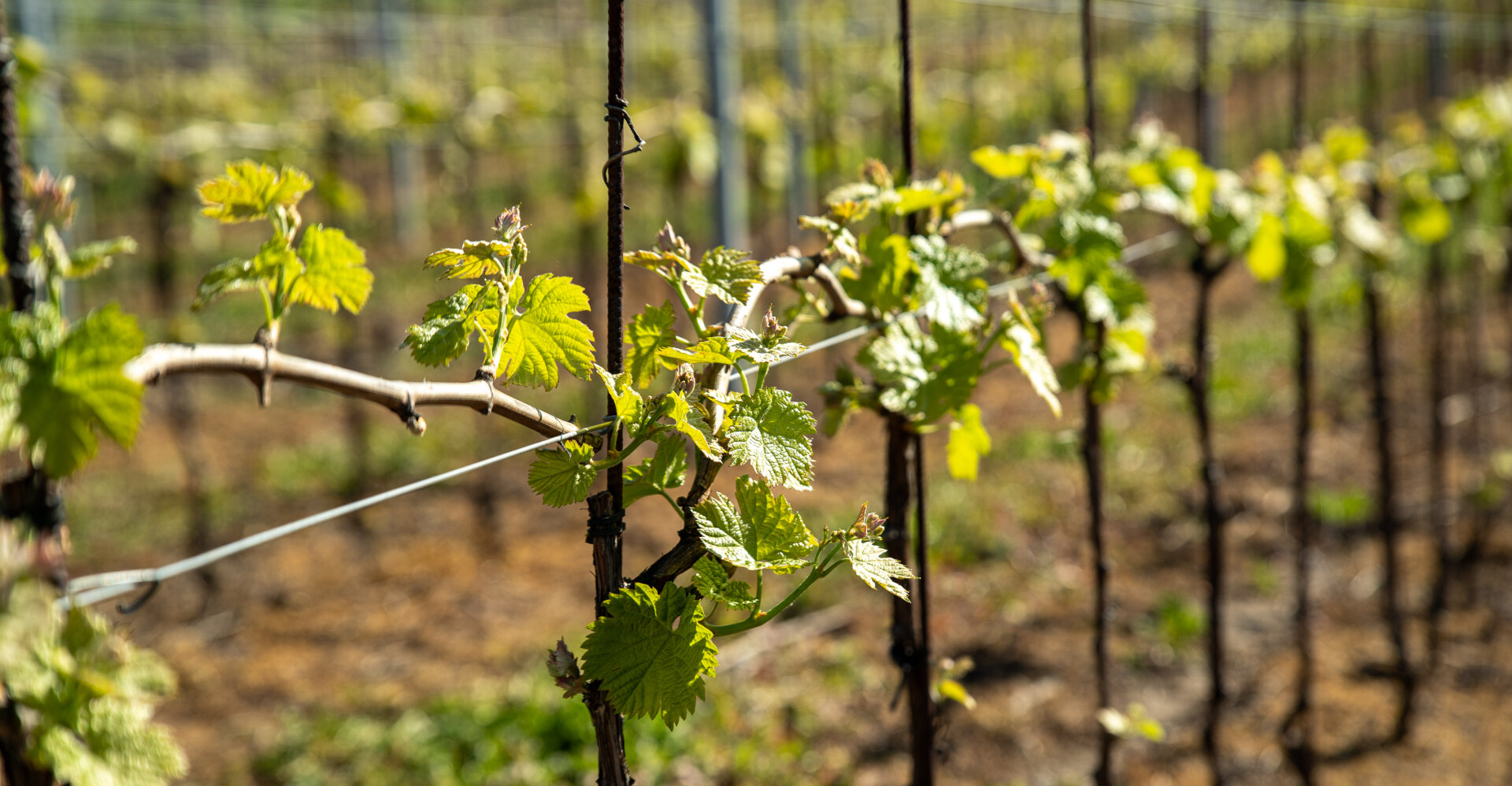 Příběhy z vinic: Přátelé Pavlova